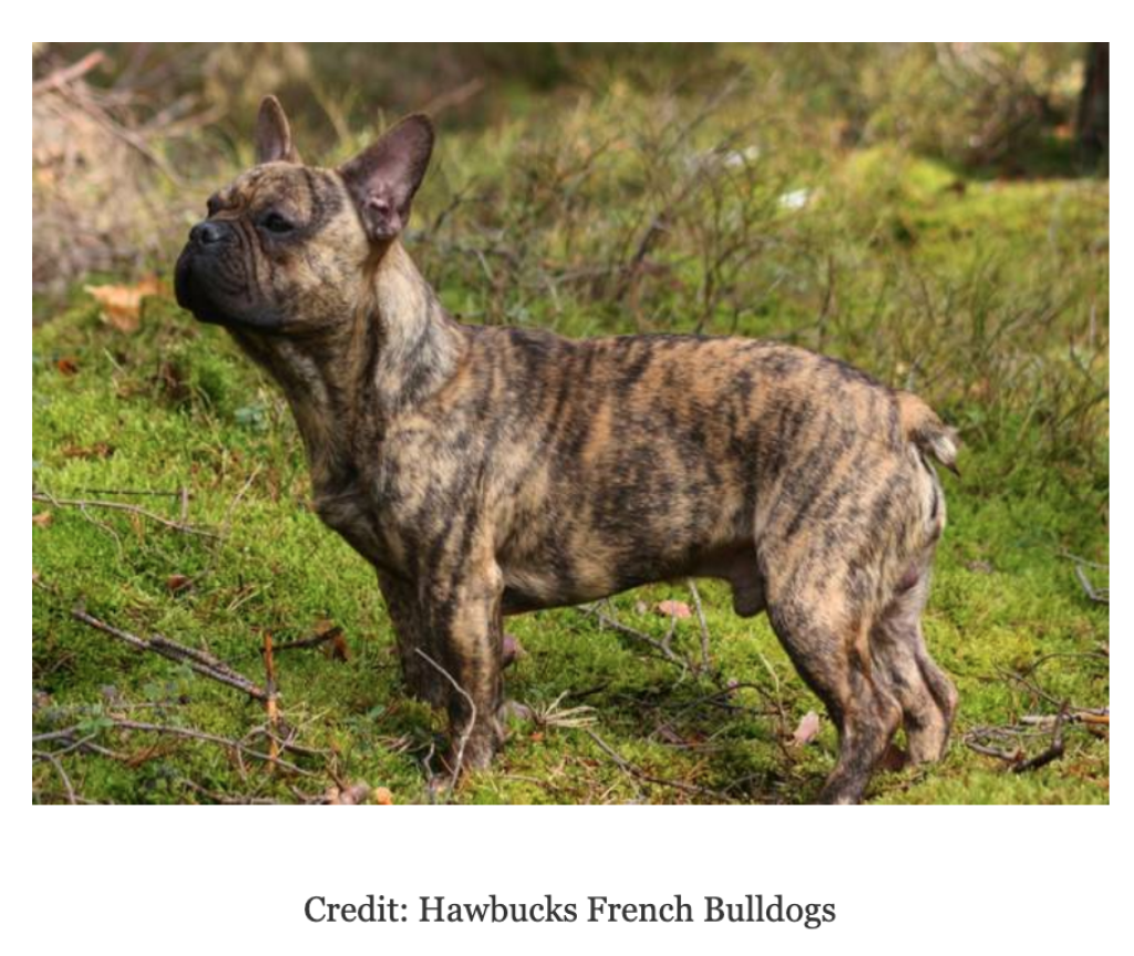 Breeder Reengineering French Bulldog’s Face To Make Them Healthier